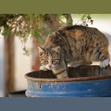 Feral cat rummaging in a bin