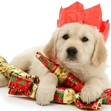 Golden Retriever pup at Christmas