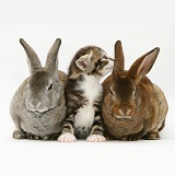 Tabby-and-white kitten with two Rex rabbits