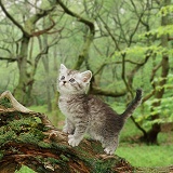 Kitten on log
