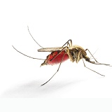 Mosquito engorged with blood