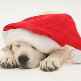 Retriever pup asleep wearing a Santa hat
