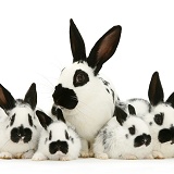 English spotted rabbits