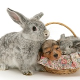 Dachshund pup with rabbits