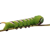 Privet Hawkmoth caterpillar