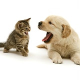 Retriever puppy and tabby kitten