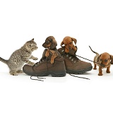 Dachshund pups and kitten and boots