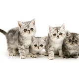 Four exotic kittens, 9 weeks old