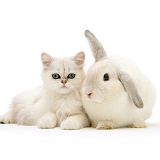 White cat and white rabbit