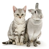 Silver tabby cat and silver rabbit