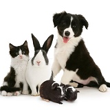 Black-and-white pet animal group