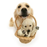 Golden Retriever with puppy in a basket