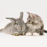 Silver Lop rabbit with silver tabby Maine Coon kitten