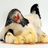 Light Sussex bantam hen and chicks