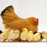 Buff Bantam Hen and chicks