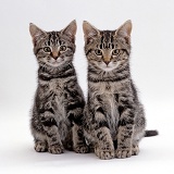 Silver tabby male and female kittens, 8 weeks old