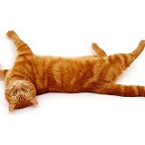 Ginger cat rolling on her back