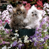 Chinchilla Persian kittens with flowers