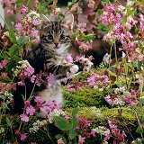 Tabby kitten among pink flowers