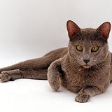 Blue Siamese Burmese cross male cat