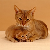 Sorrel Abyssinian mother cat with her kitten, 2 weeks old