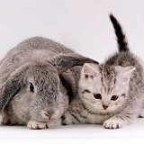 Silver spotted kitten with silver lop eared rabbit