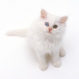 Odd-eyed white Persian-cross kitten looking up