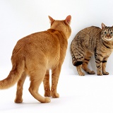 Cat showing aggression prior to mating