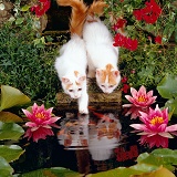 Turkish van kittens fishing in a pond