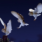 Barn Owl alighting multiple image