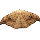 Pebble Hook-tip Moth