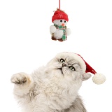 Chinchilla Persian cat wearing a Santa hat