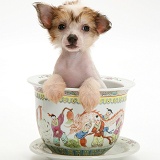 Naked Chinese Crested pup in a Chinese pot