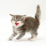 Tabby kitten in aggressive posture