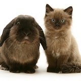 Chocolate Birman-cross kitten with chocolate Lop rabbit