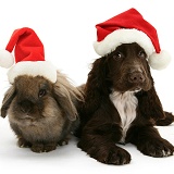 Cocker Spaniel pup and rabbit with Santa hats on