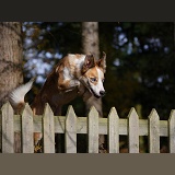 Sable-and-white Border Collie jumping a fence