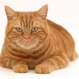 Ginger cat crouching