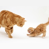Ginger kitten scared by a ginger cat