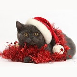 Grey kitten with tinsel and wearing a Santa hat