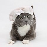 Blue-and-white Burmese-cross cat wearing a baby hat
