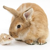 Sandy Lionhead rabbit meeting Dwarf Siberian Hamster