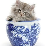 Maine Coon kitten in a blue china pot