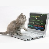 Maine Coon kitten playing with a laptop computer