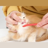 Brushing the teeth of a ginger Maine Coon kitten