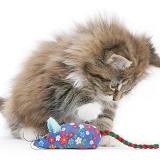 Maine Coon kitten, 8 weeks old, playing with a toy mouse
