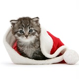 Maine Coon Kitten in a Santa hat