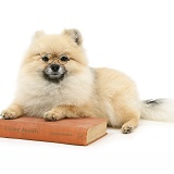 Pomeranian with glasses and book