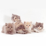 Four Blue-cream Persian kittens