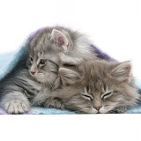 Sleepy Maine Coon kittens under a blanket